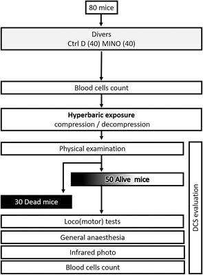 Demonstration by Infra-Red Imaging of a Temperature Control Defect in a Decompression Sickness Model Testing Minocycline